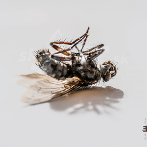 CD Aki Rissanen – Hyperreal