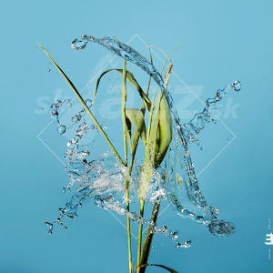 CD Fergus McCreadie - Stream